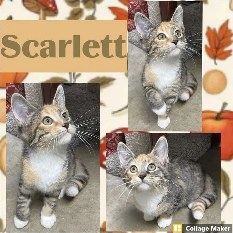 A young medium-sized female Domestic Short Hair cat named Scarlett for adoption in Clearfield, PA