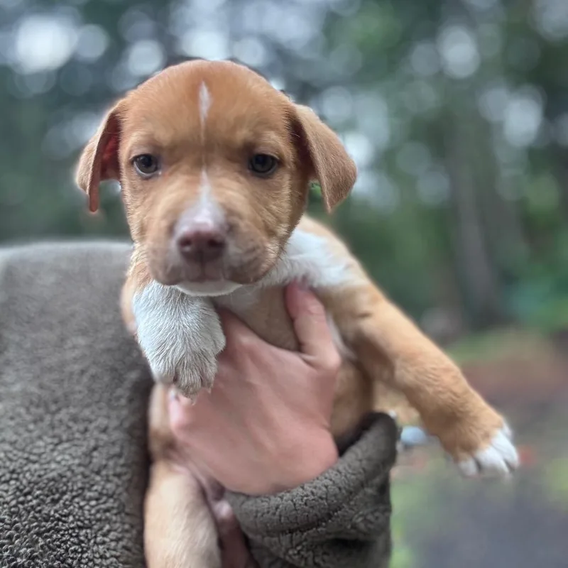 A baby small-sized male Apricot / Beige Border Collie dog named Eggplant for adoption in Tacoma, WA