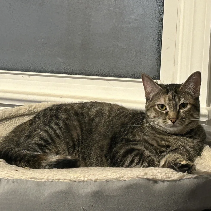 A young medium-sized female Tabby (Orange / Red) Domestic Short Hair cat named Mario & Martha for adoption in Frederick, MD