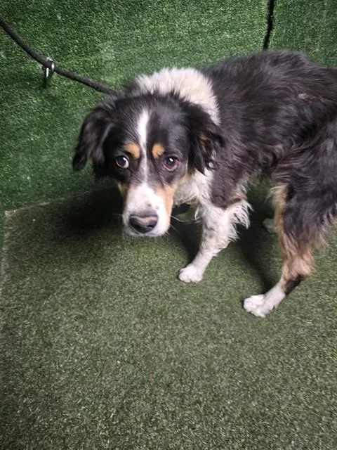 An adult medium-sized female Australian Shepherd dog named Layla for adoption in Lancaster, CA