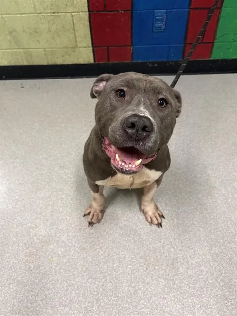 An adult large-sized male Pit Bull Terrier dog named Boss for adoption in Indianapolis, IN