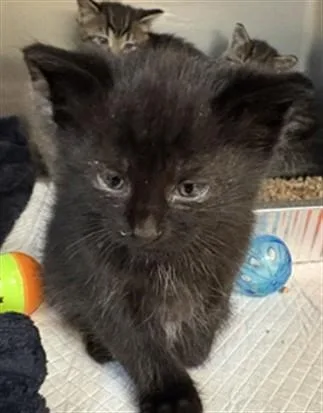A baby small-sized male Domestic Short Hair cat named Orca for adoption in Aliquippa, PA