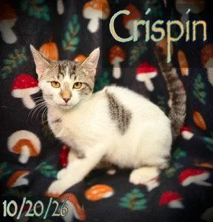 A young medium-sized male Domestic Short Hair cat named Crispin for adoption in Pleasanton, TX