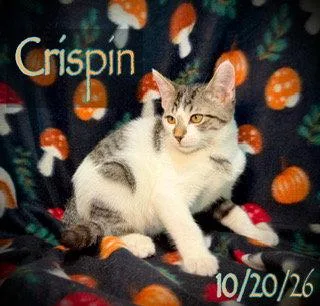 Crispin thumbnail 2