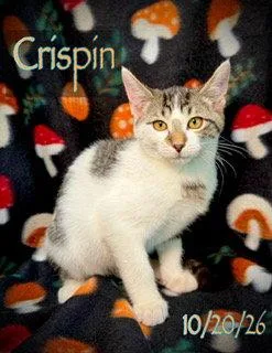 Crispin thumbnail 3