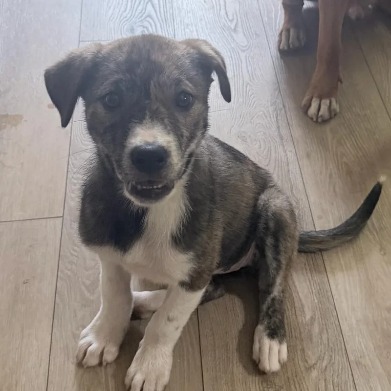 A baby small-sized female Brindle Pit Bull Terrier dog named Lulu Lemon for adoption in Greensboro, NC