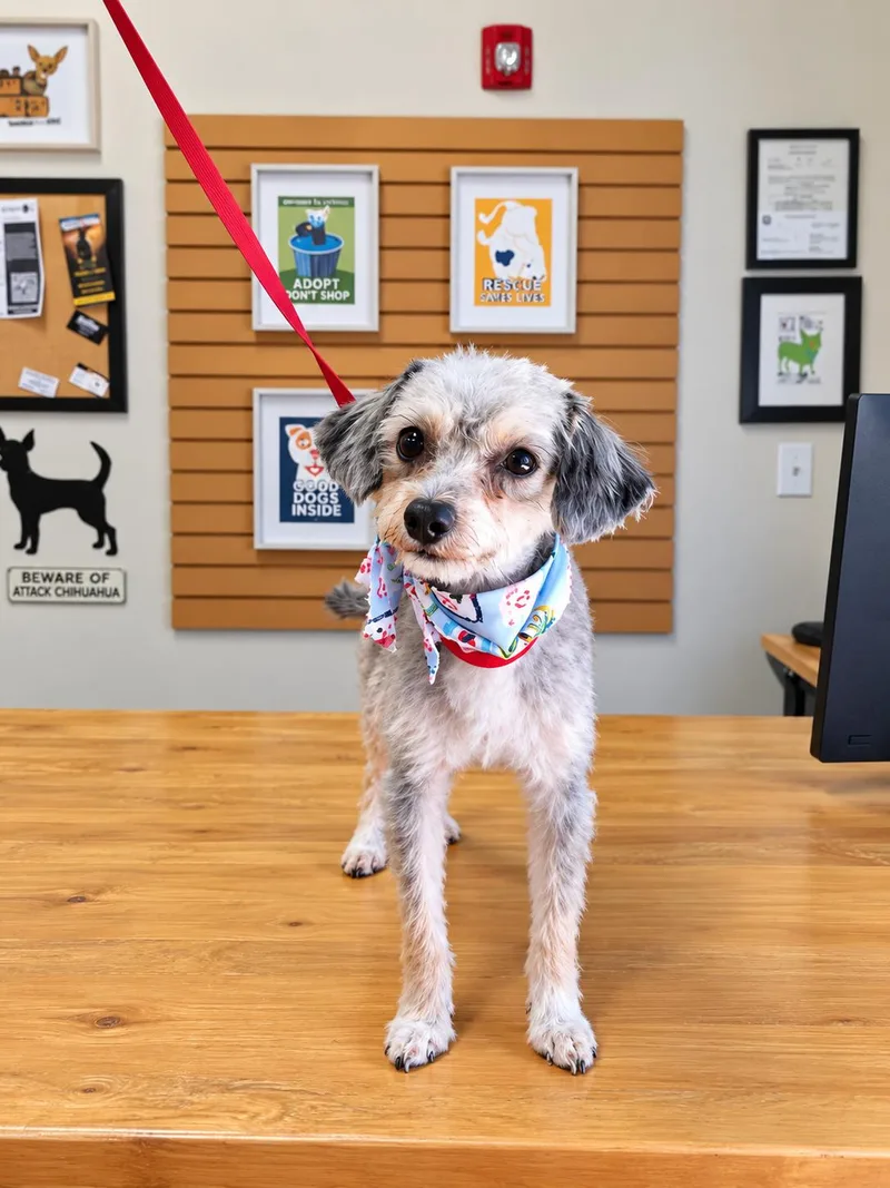 An adult small-sized male Poodle dog named Tigger for adoption in Las Vegas, NV