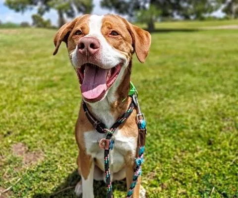 An adult large-sized male Labrador Retriever dog named Roy for adoption in Tucson, AZ