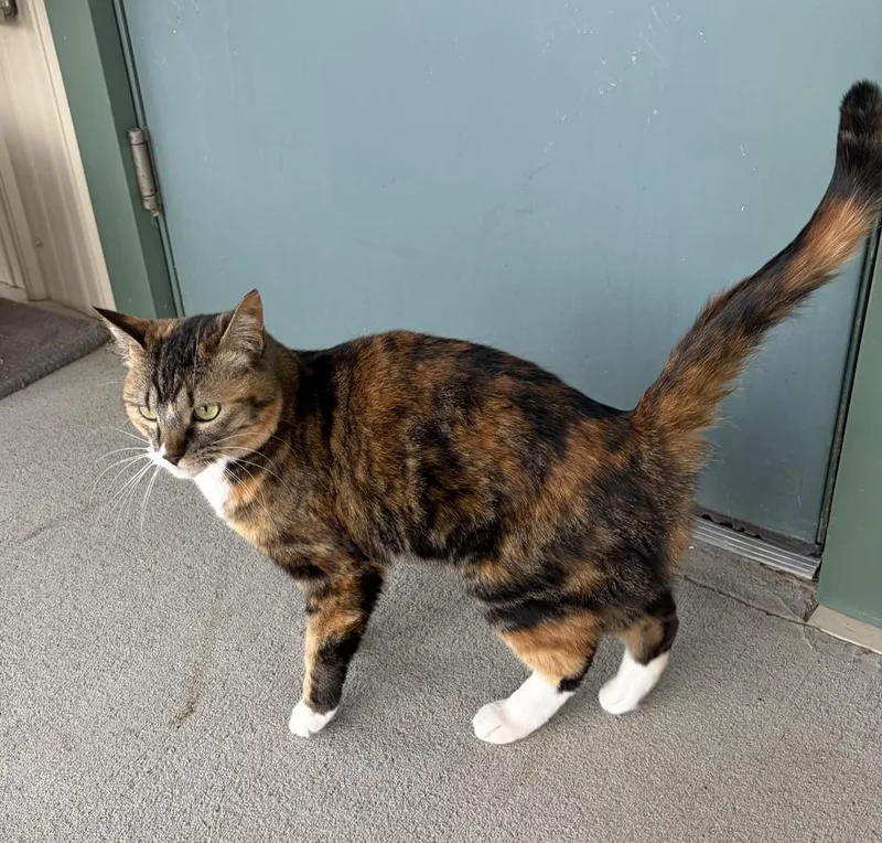 An adult medium-sized female Domestic Short Hair cat named Gizmo for adoption in Challis, ID