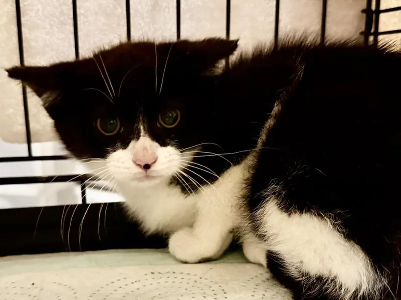 A baby small-sized male Domestic Short Hair cat named Baby George for adoption in Powell, OH