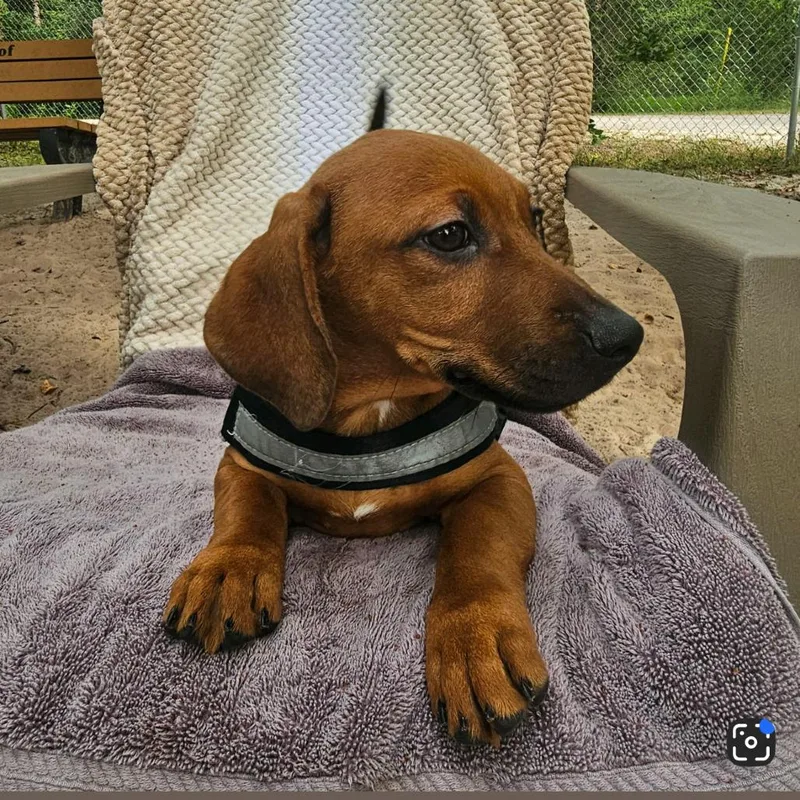 A baby small-sized male Mixed Breed dog named Florian for adoption in Middleburg, FL