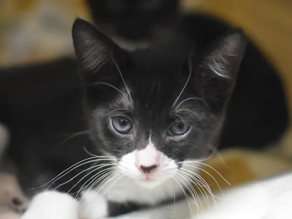 A baby small-sized male Domestic Short Hair cat named Bart for adoption in Portland, OR