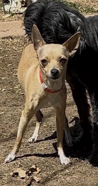 An adult small-sized female Chihuahua dog named Cheyenne for adoption in Windsor, CO