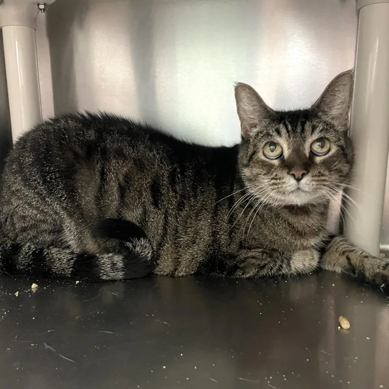 An adult large-sized female Black Domestic Short Hair cat named Badgerette for adoption in Carencro, LA