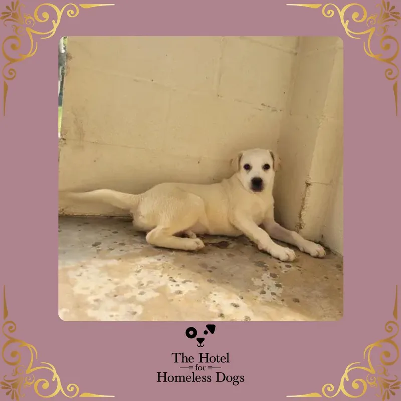 A baby medium-sized female White / Cream American Staffordshire Terrier dog named Sparrow for adoption in Cumberland, RI