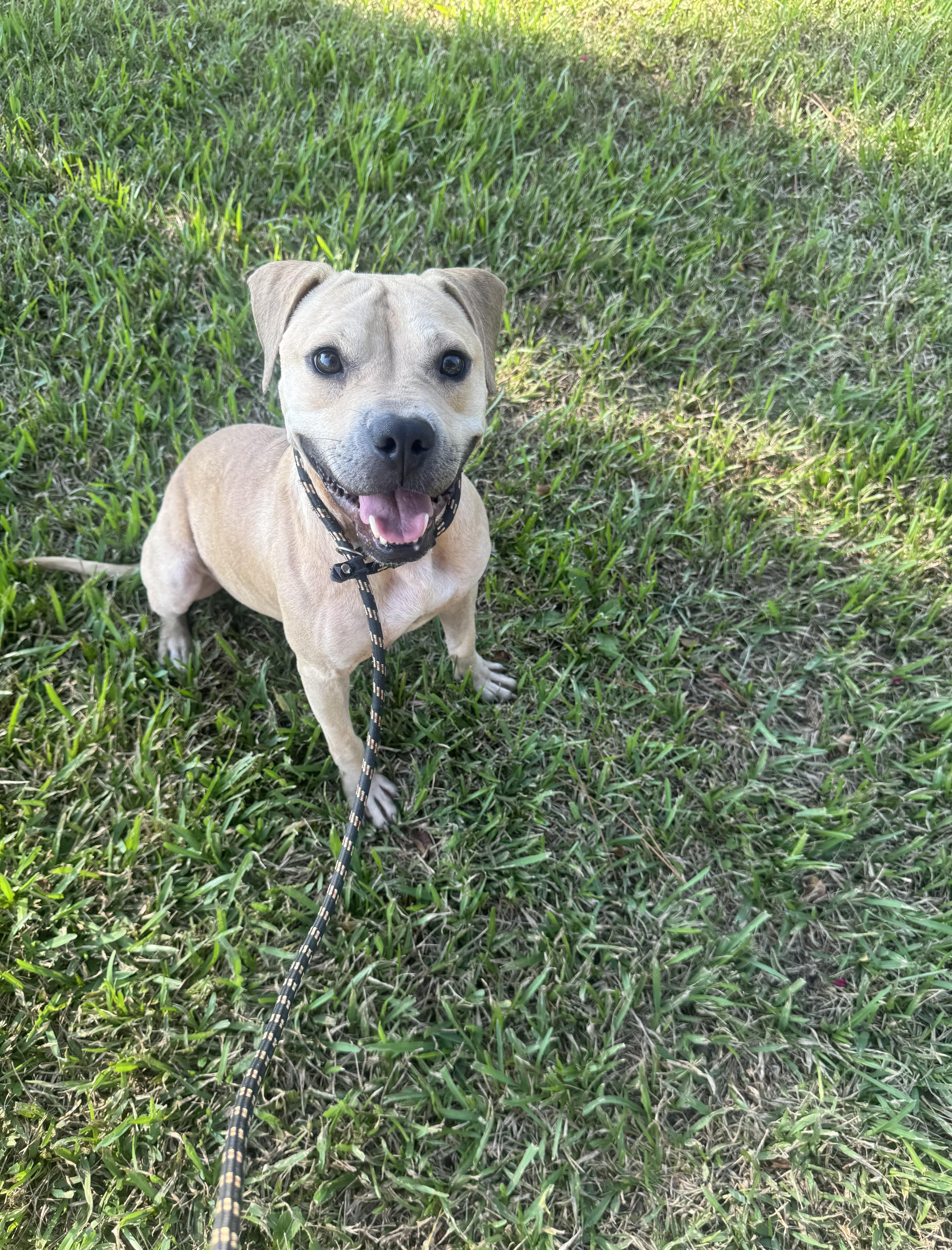 An adult medium-sized male White / Cream Mixed Breed dog named Jimmy for adoption in Myrtle Beach, SC