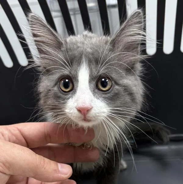 A baby small-sized male Domestic Medium Hair cat named If for adoption in Lawrenceville, GA