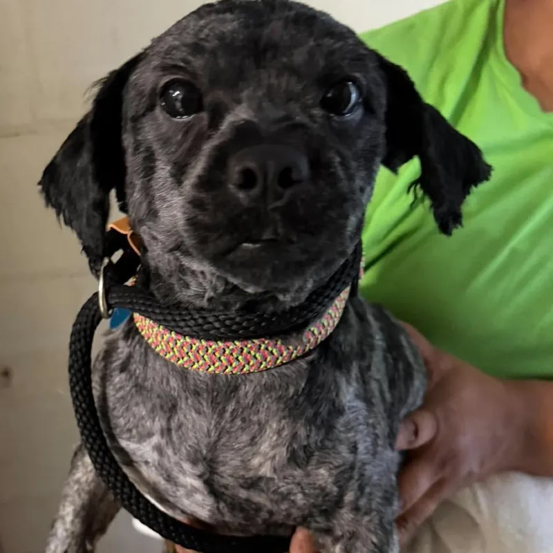 An adult small-sized male Black Shih Tzu dog named Loko for adoption in Tampa, FL