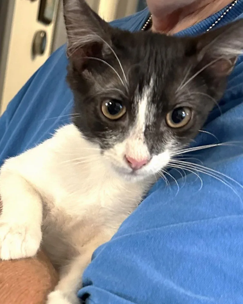An adult medium-sized male Gray & White Domestic Short Hair cat named Alf for adoption in Plano, TX