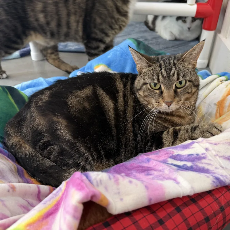 A young large-sized female Tabby (Brown / Chocolate) Domestic Short Hair cat named Marley for adoption in Latrobe, PA