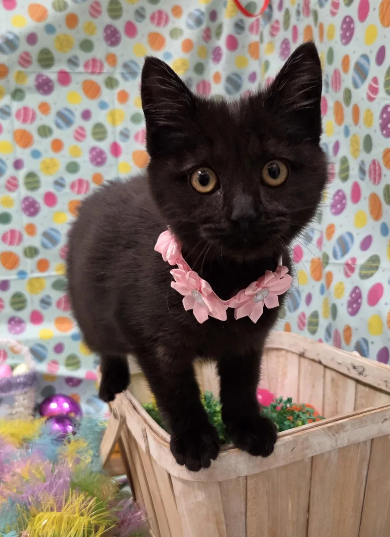 A baby small-sized female Bombay cat named North for adoption in Attalla, AL