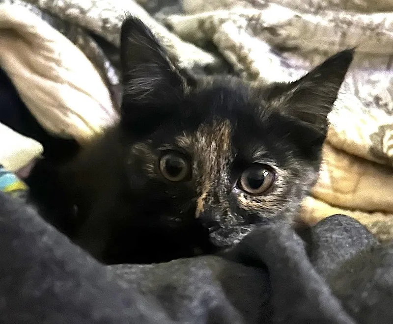 A baby medium-sized female Domestic Short Hair cat named Moxie for adoption in Albemarle, NC