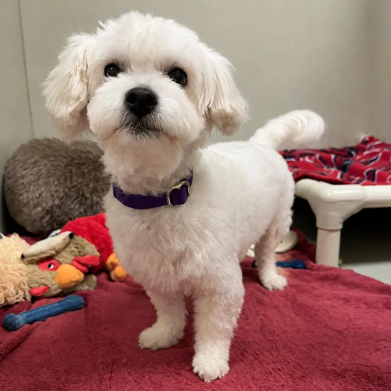An adult small-sized female Maltese dog named Snow White for adoption in Las Vegas, NV