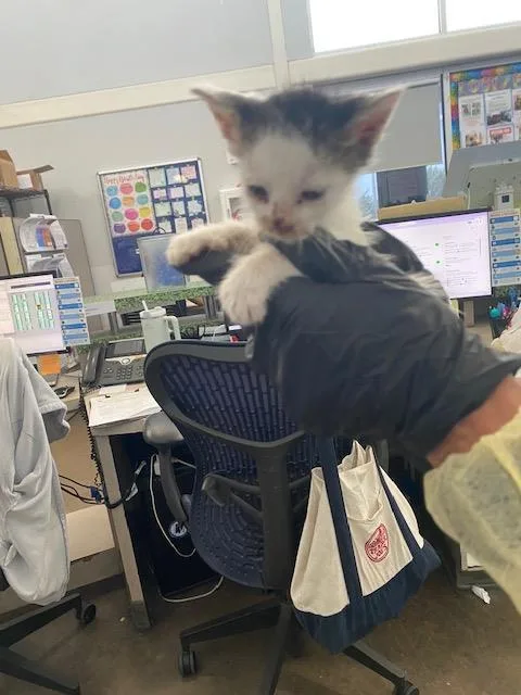 A baby medium-sized male Domestic Short Hair cat named Ricky for adoption in Dallas, TX