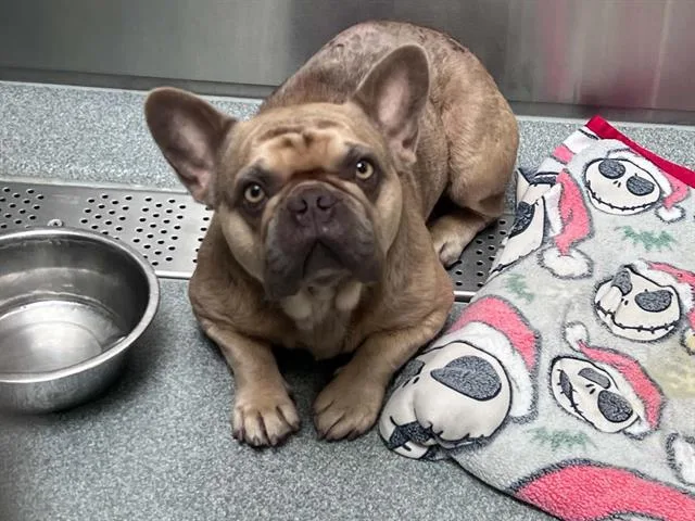 A young medium-sized male French Bulldog dog named Astro for adoption in Tustin, CA