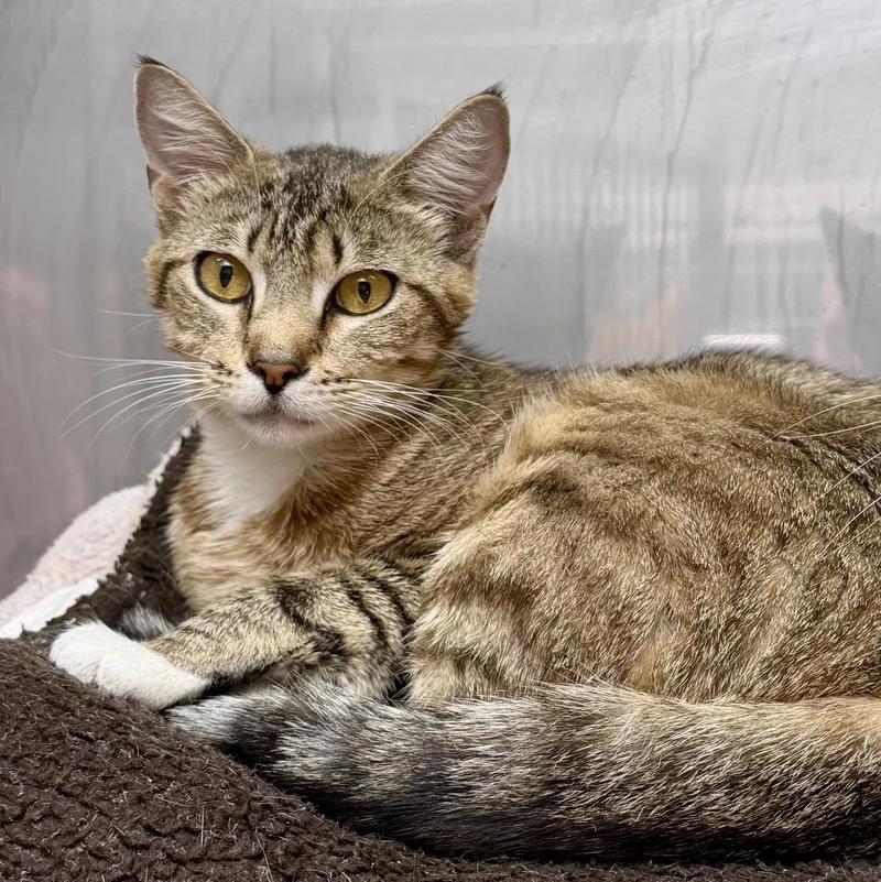 A young medium-sized female Domestic Short Hair cat named Mia for adoption in Oakland, CA