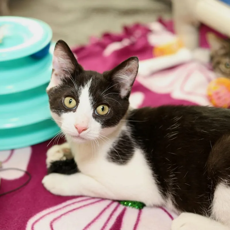 A baby small-sized male Domestic Short Hair cat named Hazelnut for adoption in Evansville, IN