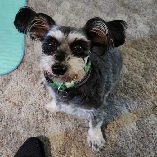 A senior small-sized female Black Mixed Breed dog named Bella for adoption in Cooperstown, NY
