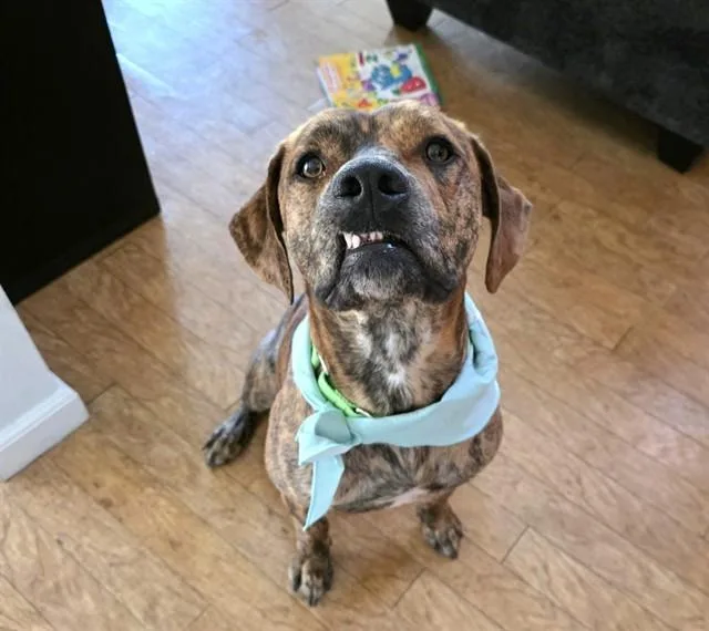 A young large-sized male Pit Bull Terrier dog named Mallow for adoption in Tucson, AZ