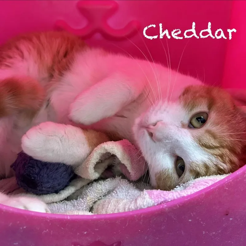 Cheddar thumbnail 2
