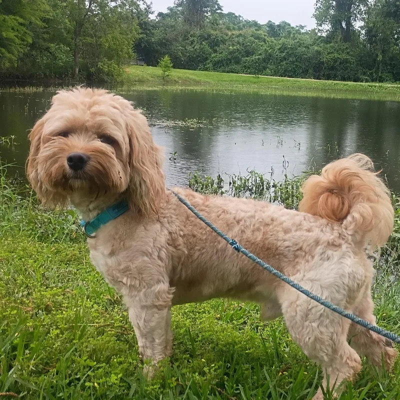 A young small-sized male Apricot / Beige Cockapoo dog named Rufus for adoption in Houston, TX