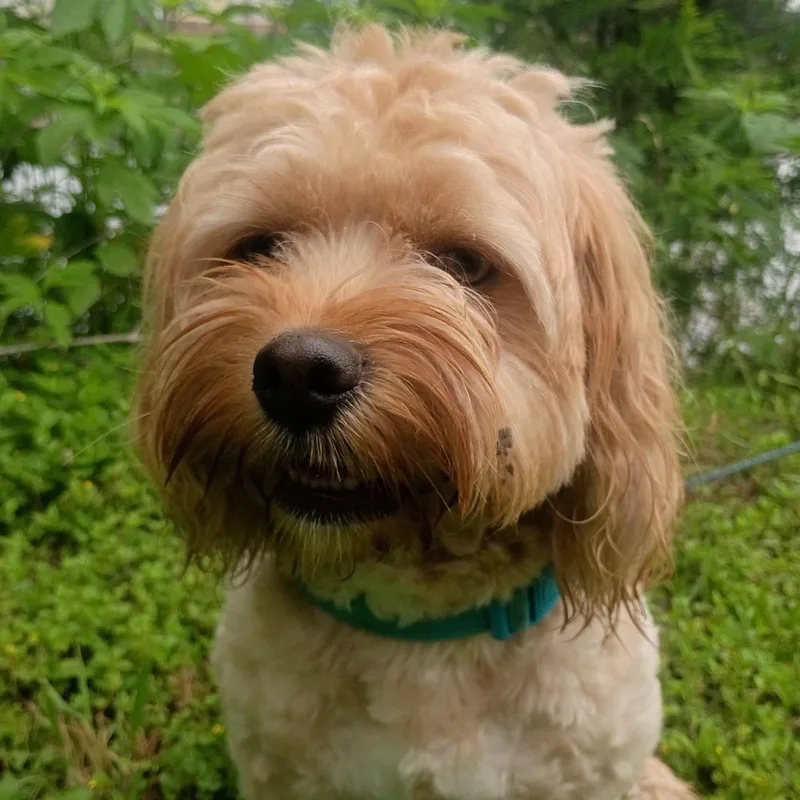 Rufus thumbnail 2