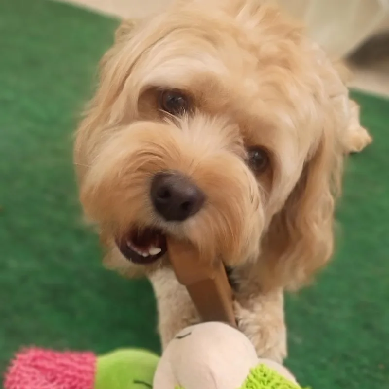 Rufus thumbnail 4