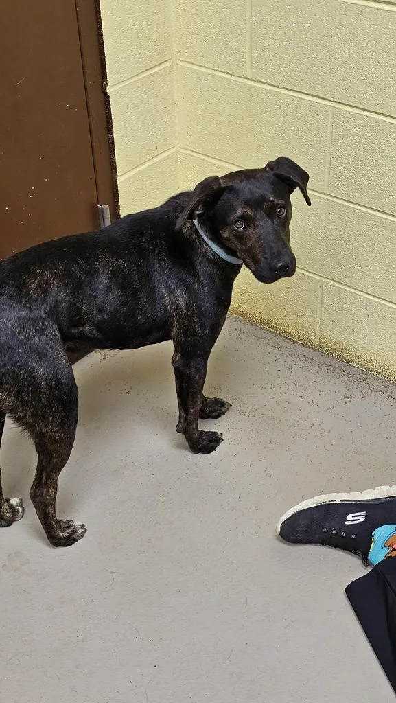 An adult medium-sized male Hound dog named Henry the rd for adoption in Crossville, TN