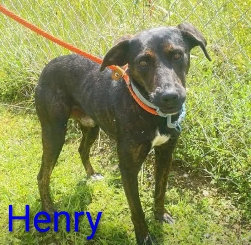 Henry the rd thumbnail 3