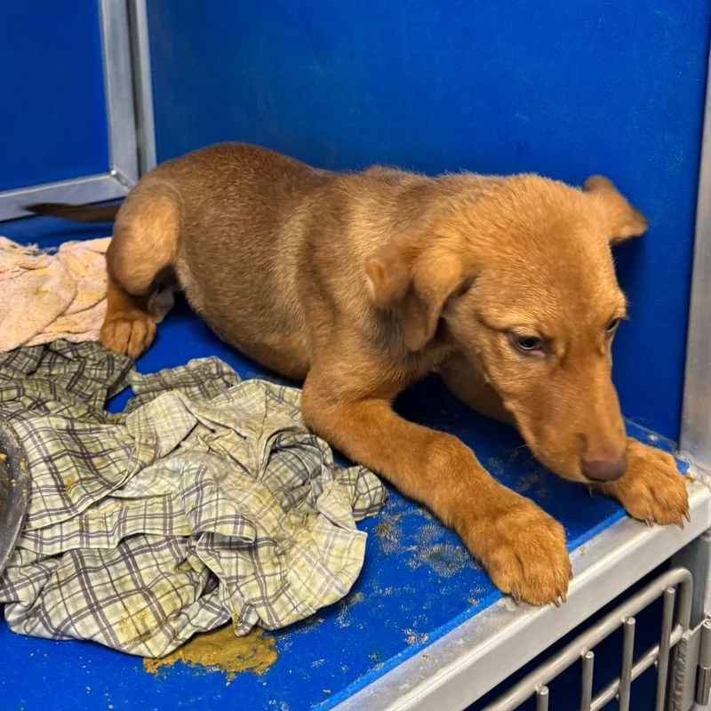 A baby small-sized female Brown / Chocolate Mixed Breed dog named Millie for adoption in Las Cruces, NM