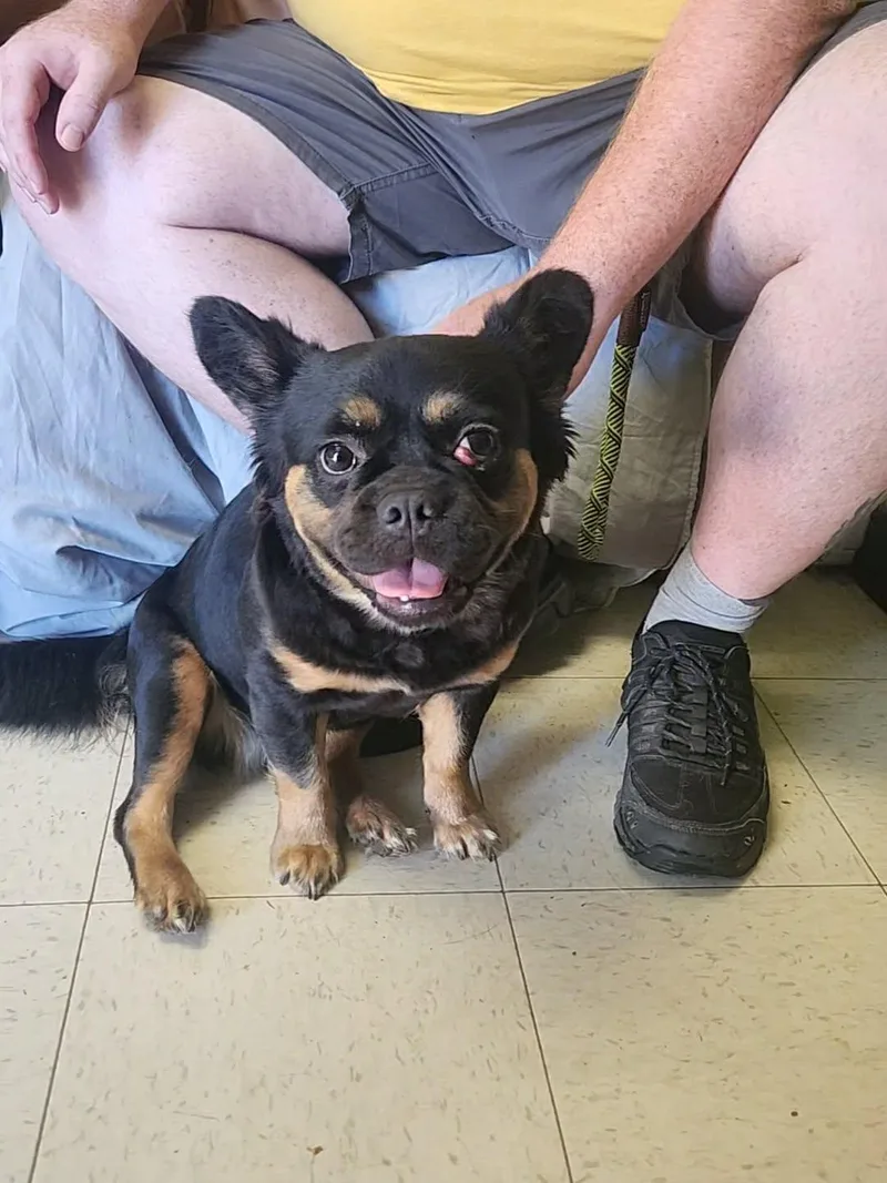 A baby small-sized female Black French Bulldog dog named Wednesday for adoption in La Salle, IL