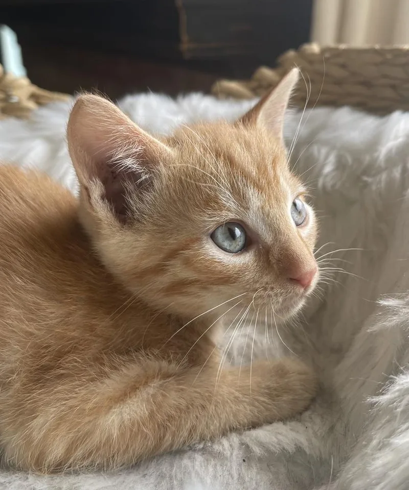 A baby small-sized male Tabby (Orange / Red) Domestic Short Hair cat named Trenton for adoption in Virginia Beach, VA