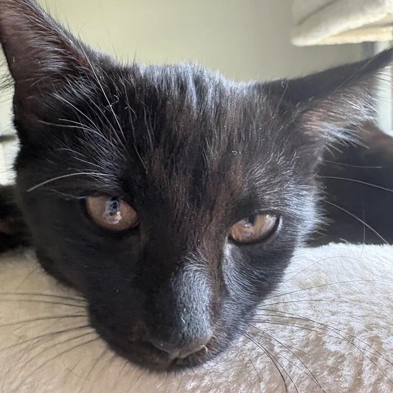 A baby medium-sized female Black Domestic Short Hair cat named Sable for adoption in Avondale, PA