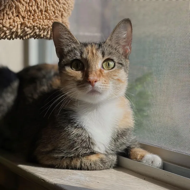 A young medium-sized female Calico Domestic Short Hair cat named Autumn for adoption in Houston, TX