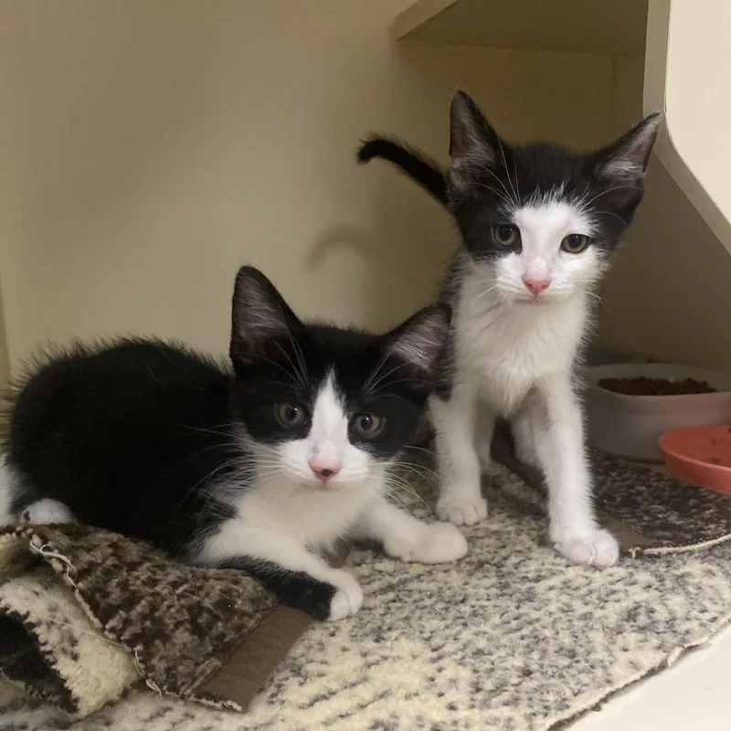 A baby small-sized male Black & White / Tuxedo Domestic Short Hair cat named Crane at Elyria Petco for adoption in Elyria, OH