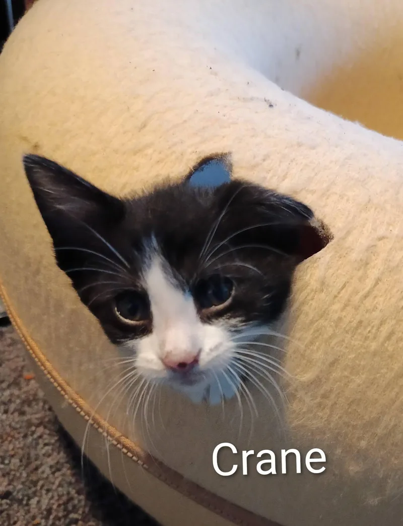 Crane at Elyria Petco thumbnail 2