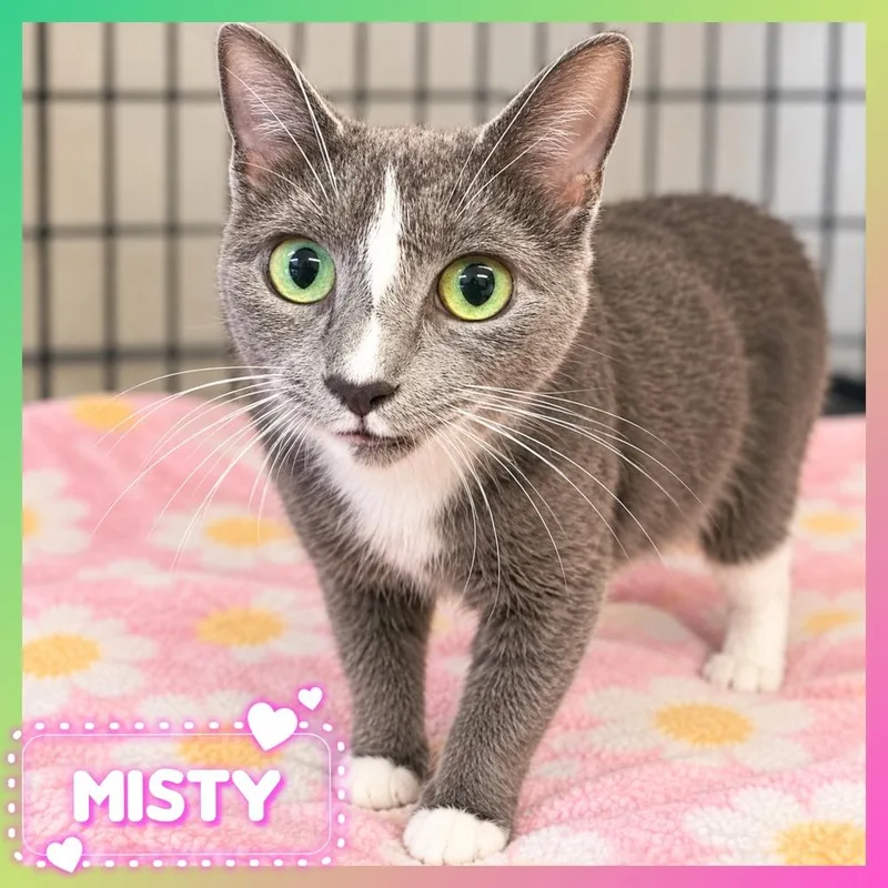An adult medium-sized female Gray & White Domestic Short Hair cat named Misty for adoption in Southbury, CT