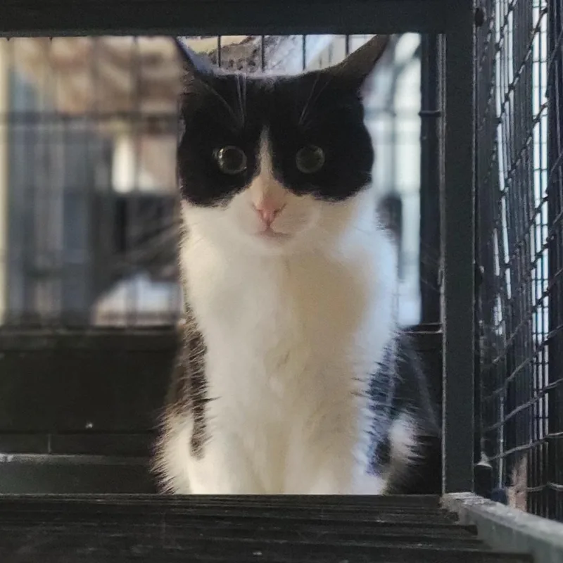 A young small-sized female Black & White / Tuxedo Domestic Short Hair cat named Azula for adoption in Swartz Creek, MI