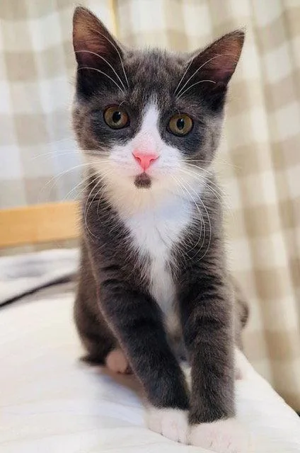 A baby medium-sized female Gray & White Domestic Short Hair cat named Sperry for adoption in Walled Lake, MI