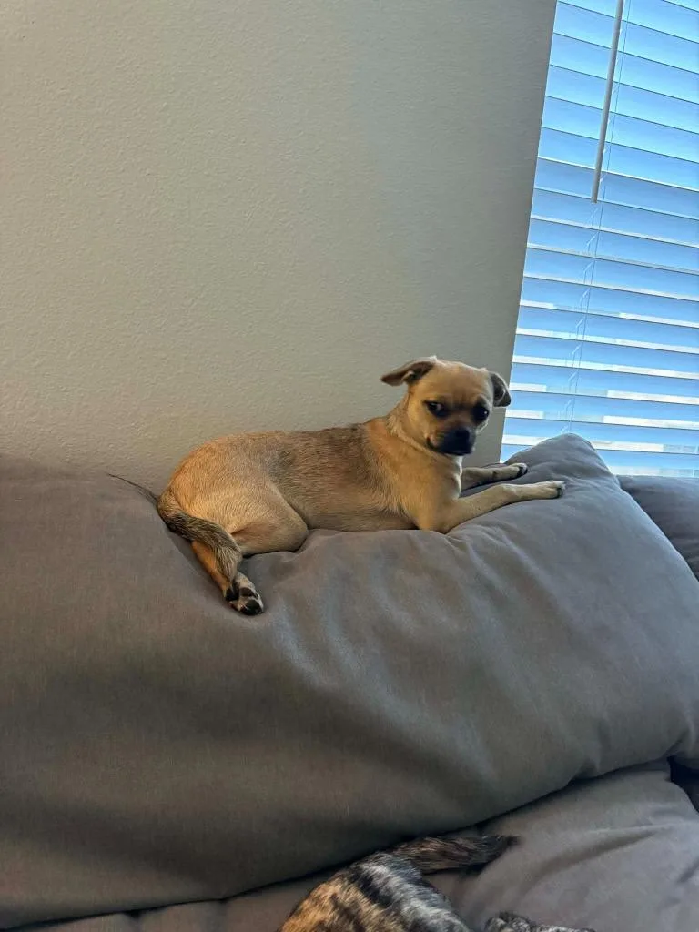 A baby medium-sized female Chihuahua dog named Bb for adoption in Tampa, FL